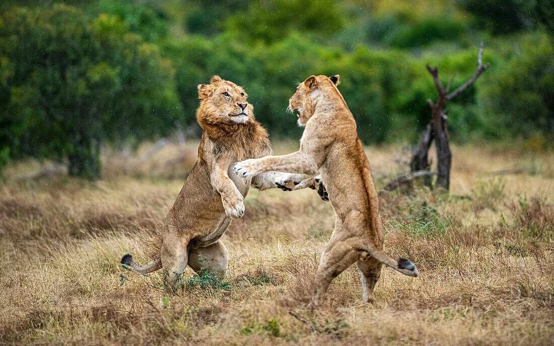 Zwei Löwen, Panthera Leo, kämpfen gegeneinander