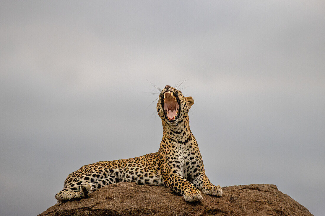 A female leopard, Panthera pardus, yawns and stretches lying on a rock