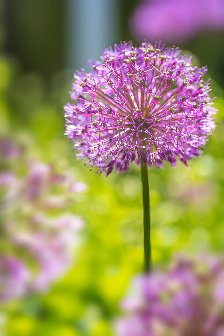 Flowering ornamental onion in the garden in spring, Bavaria, Germany