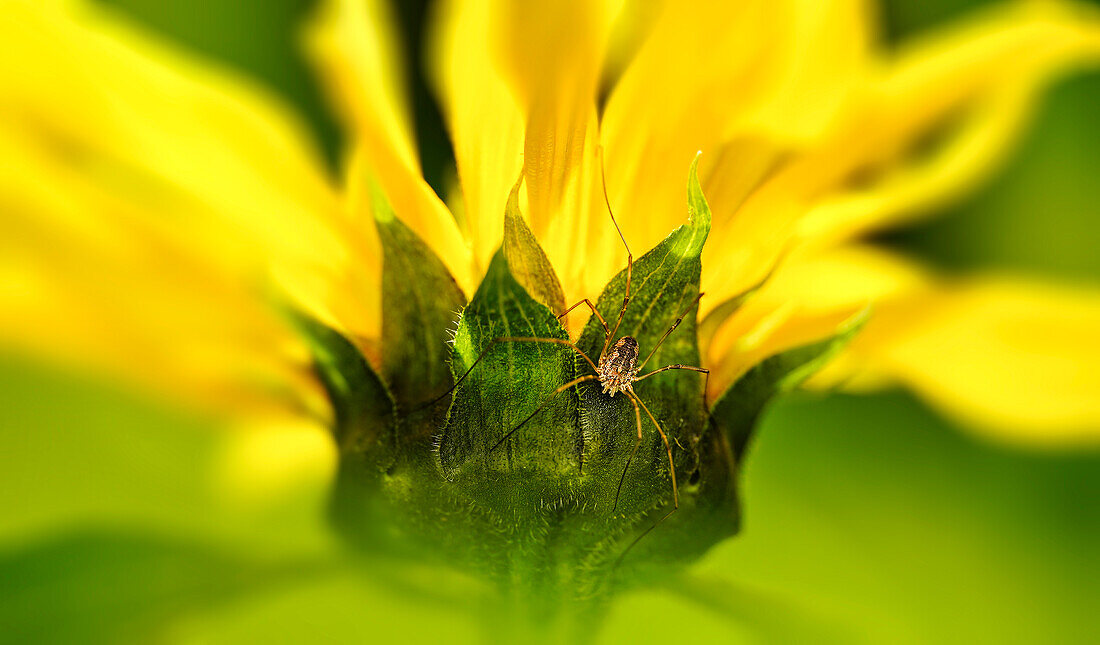 A small spider on the flower of a sunflower, Bavaria, Germany