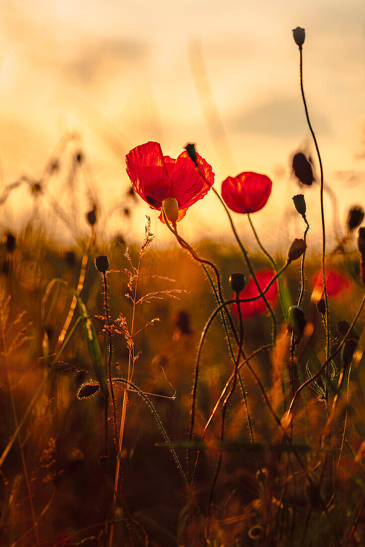 Bright poppy flowers on a sunny spring evening, Weilheim, Bavaria, Germany