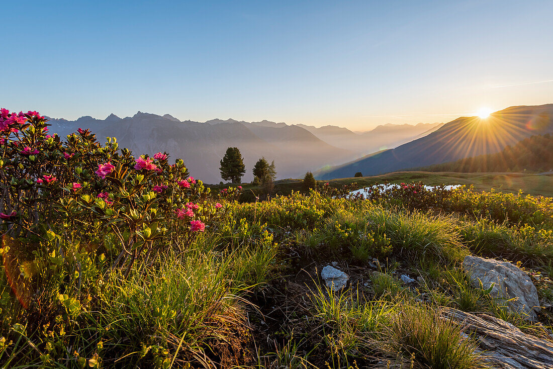 Sonnenaufgang in den Alpen, blühende Alpenrosen, Krahberg, Berg Venet, liegt am Europäischen Fernwanderweg E5, Zams, Tirol, Österreich