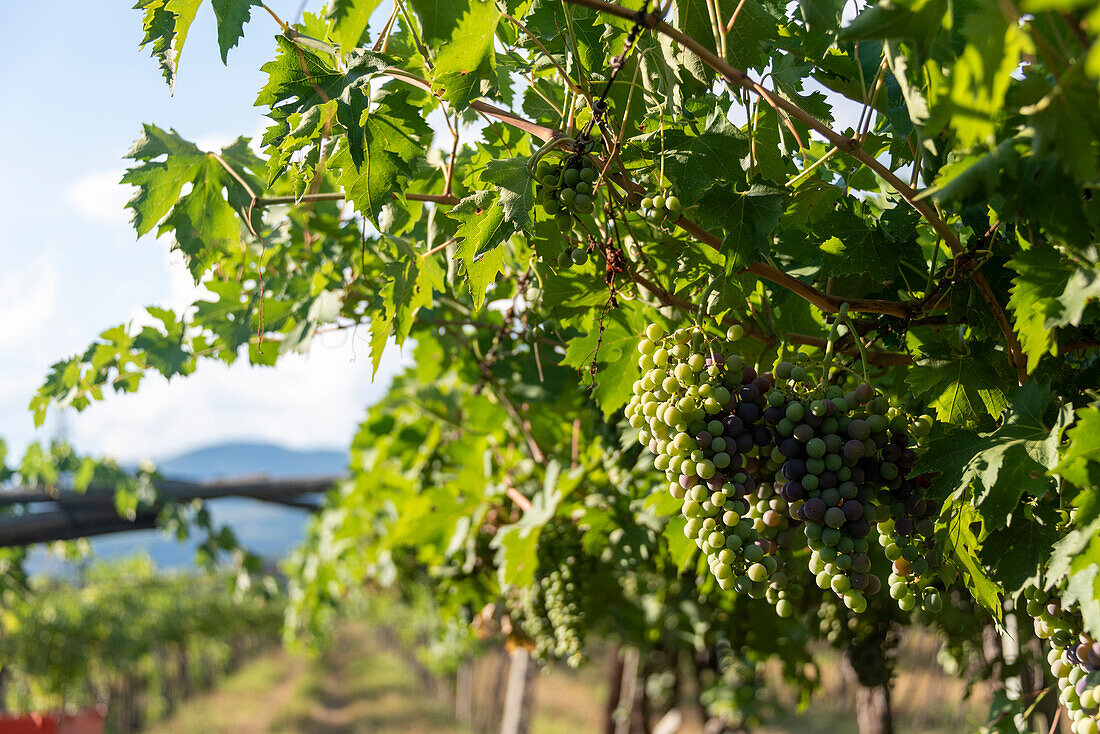 Weingut in Pedemonte, Weintrauben, Weinreben, Verona, Venetien, Italien