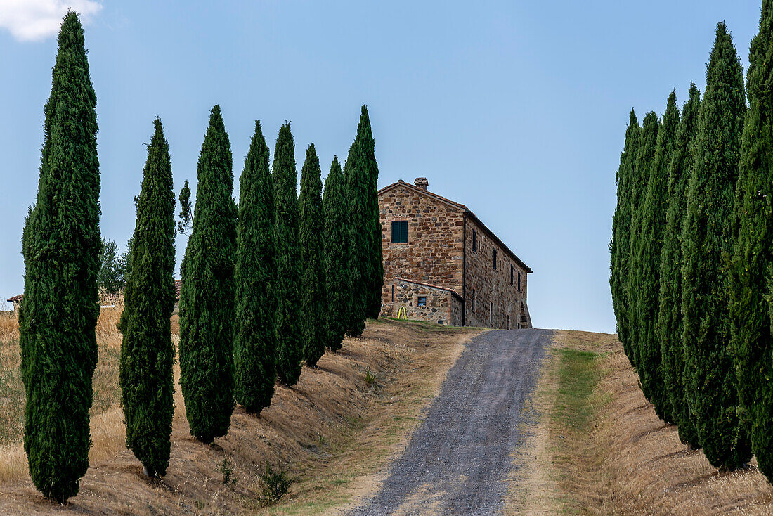 Auffahrt zu einem Bauernhaus, Zypressen, Zypressenallee, Provinz Siena, Toskana, Italien