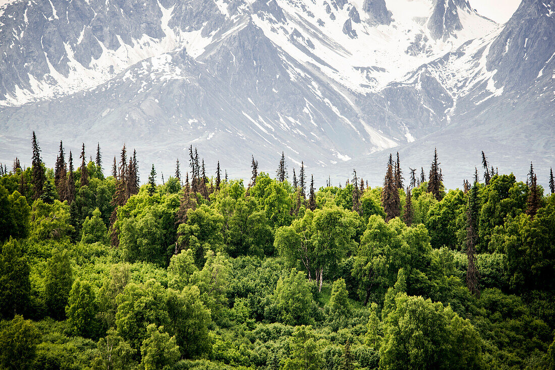 USA, Alaska, Forest and snowy mountains