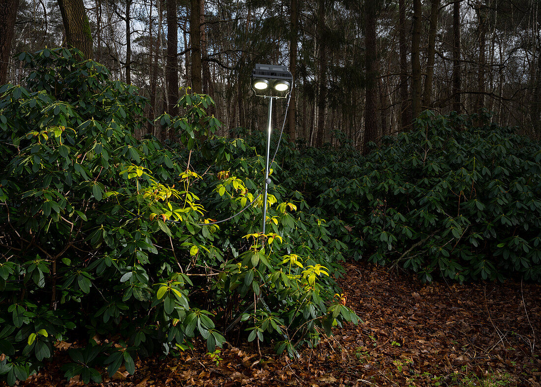 LED-Leuchten auf Fußweg im Wald
