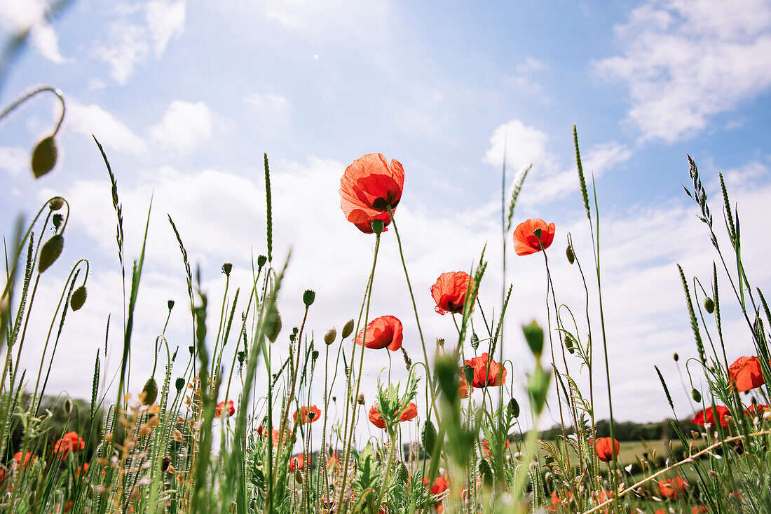 Low angle view of red poppies growing in field