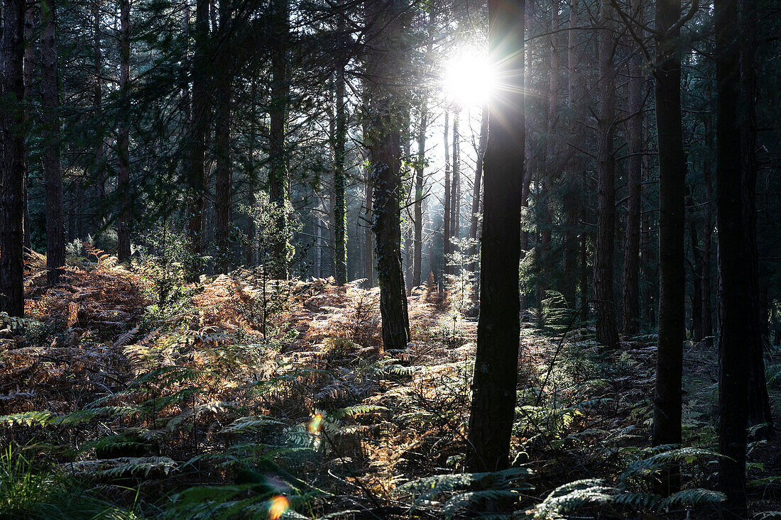 Sonne scheint durch Bäume im Wald