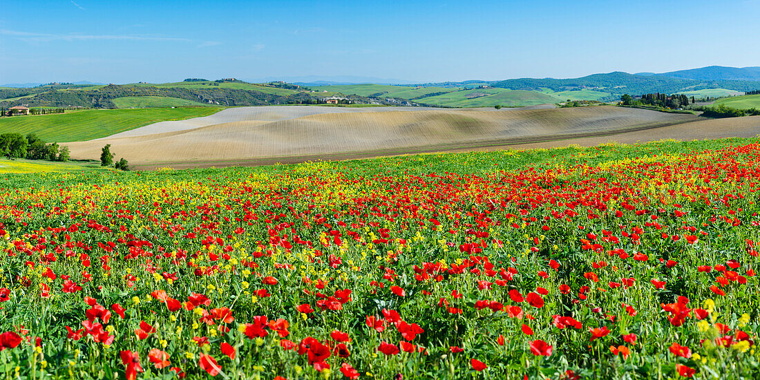 Landschaft um San Quirico d’Orcia, Val d'Orcia, Orcia-Tal, UNESCO-Weltkulturerbe, Provinz Siena, Toskana, Italien, Europa