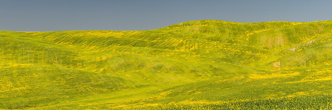 Landschaft um Pienza, Val d'Orcia, Orcia-Tal, UNESCO-Weltkulturerbe, Provinz Siena, Toskana, Italien, Europa