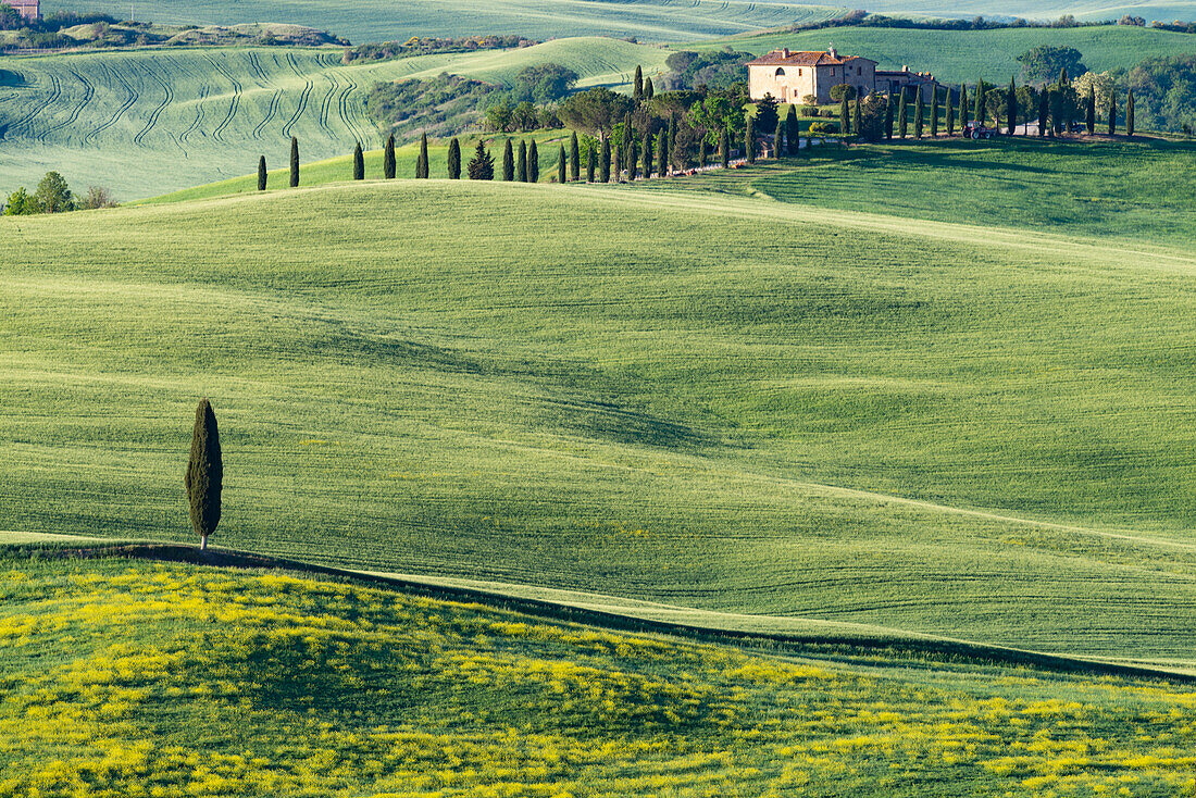 Landschaft bei Sonnenaufgang um Pienza, Val d'Orcia, Orcia-Tal, UNESCO-Weltkulturerbe, Provinz Siena, Toskana, Italien, Europa