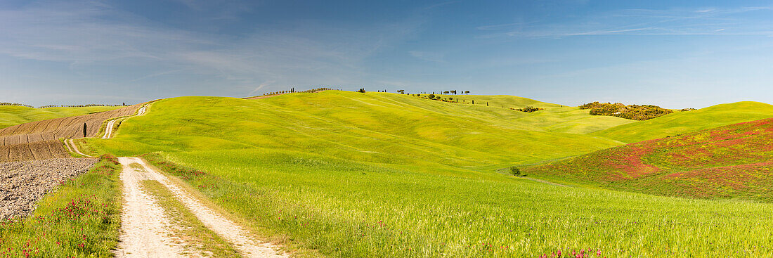 Landschaft um San Quirico d’Orcia, Val d'Orcia, Orcia-Tal, UNESCO-Weltkulturerbe, Provinz Siena, Toskana, Italien, Europa