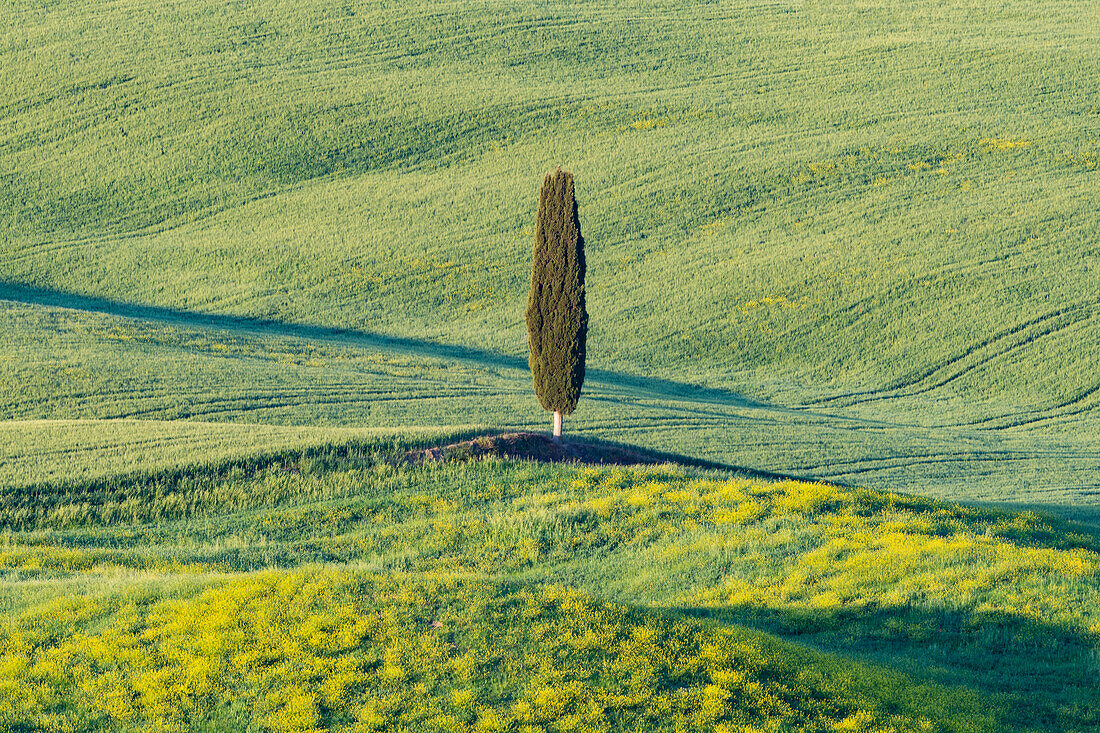 Landschaft bei Sonnenaufgang um Pienza, Val d'Orcia, Orcia-Tal, UNESCO-Weltkulturerbe, Provinz Siena, Toskana, Italien, Europa