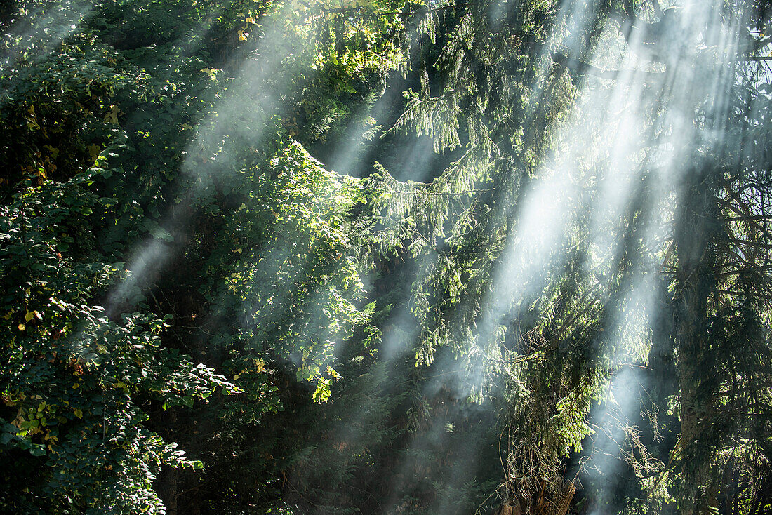 Sonnenlicht, das durch Bäume im öffentlichen Park filtert