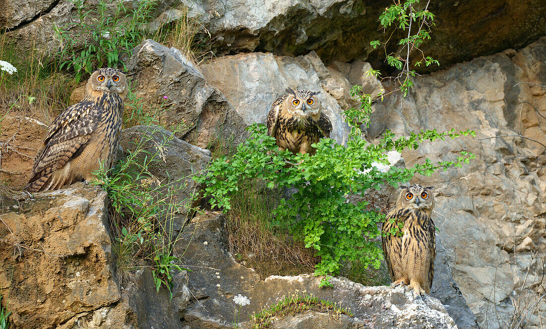 Jungvögel der eurasischen Uhu (Bubo bubo), Deutschland