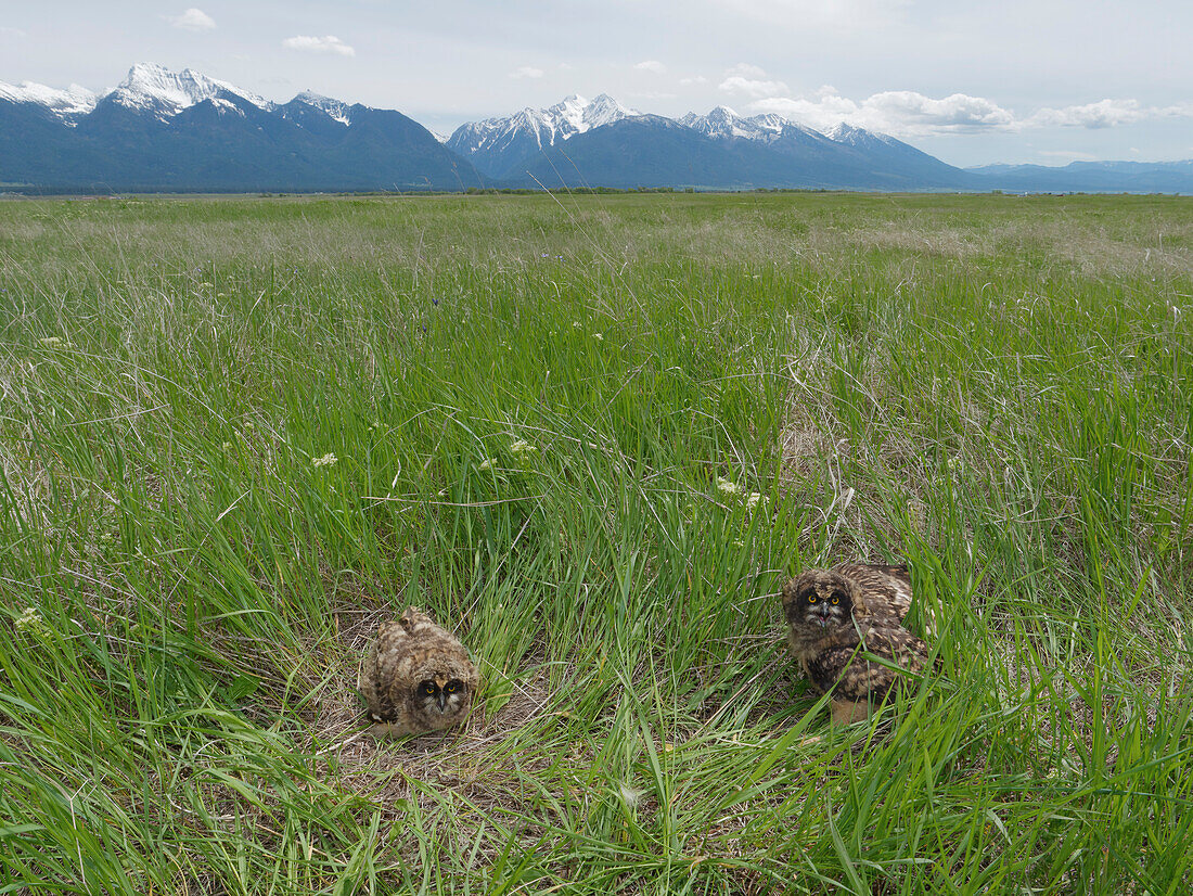 Sumpfohreule (Asio Flammeus) Küken im Feld, Ninepipe National Wildlife Refuge, Montana