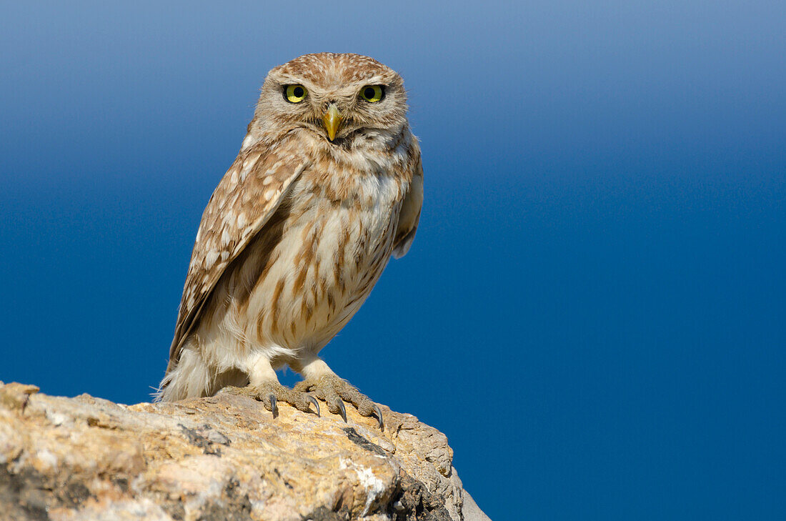 Steinkauz (Athene Noctua), Saidia, Marokko