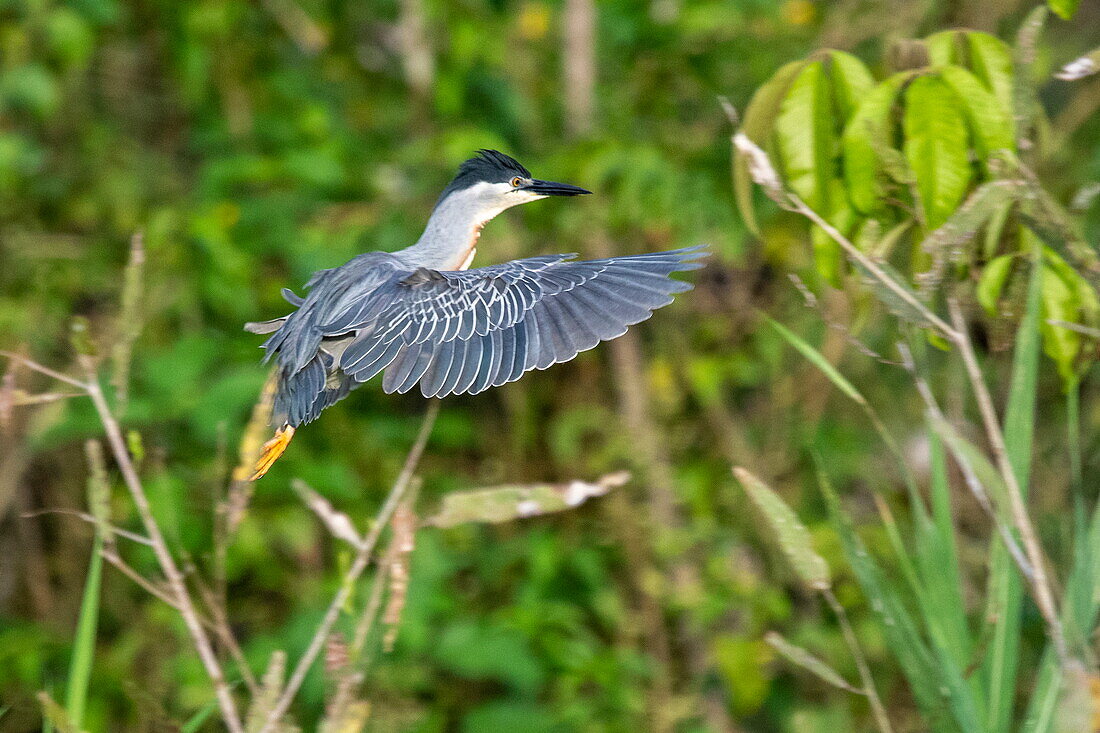 A Black-crowned Night Heron (Nycticorax nycticorax) flies, near Manaus, Amazon, Brazil, South America