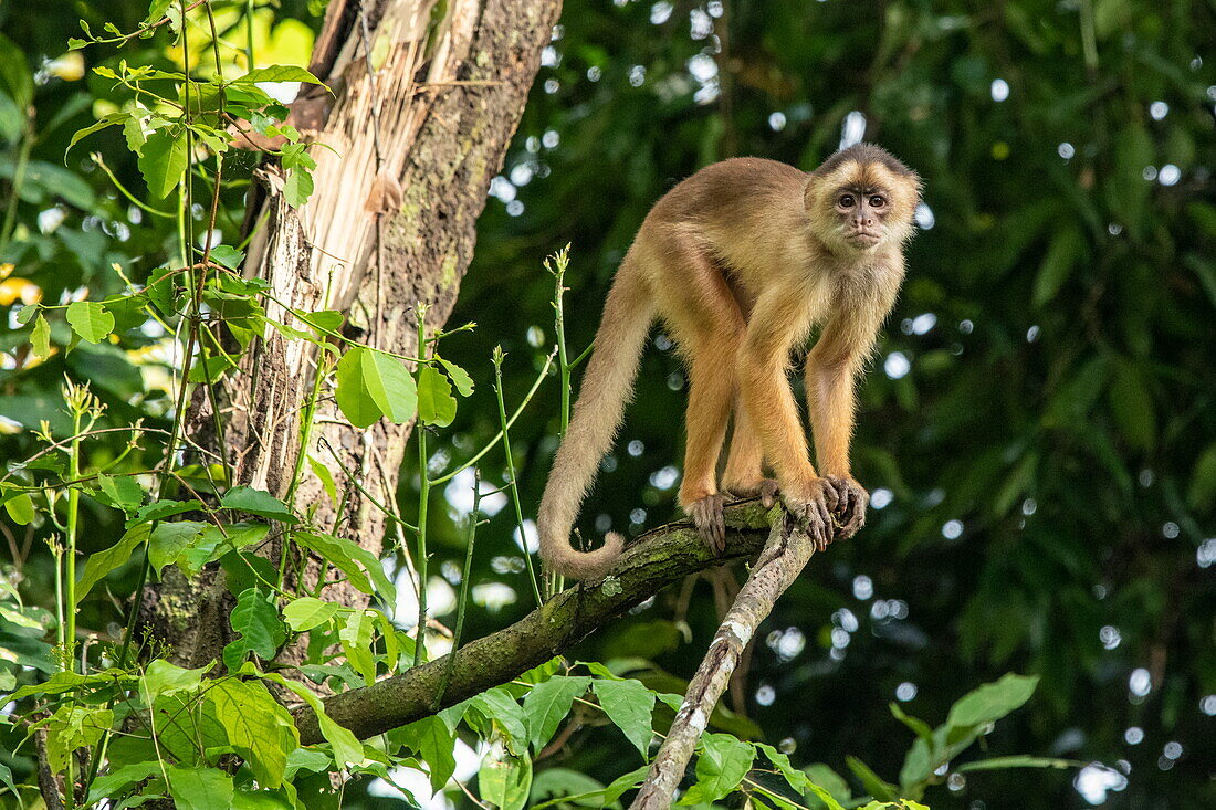 A capuchin monkey (subfamily Cebinae) perches on a branch while looking towards the camera, near Manaus, Amazon, Brazil, South America