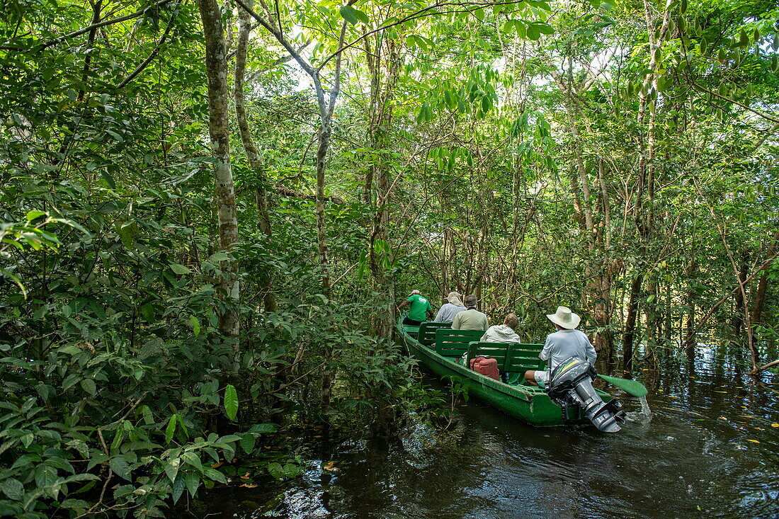 Tourists and their naturalist guide (wearing straw hat) ride a wooden pirogue canoe through a flooded forest, near Manaus, Amazon, Brazil, South America