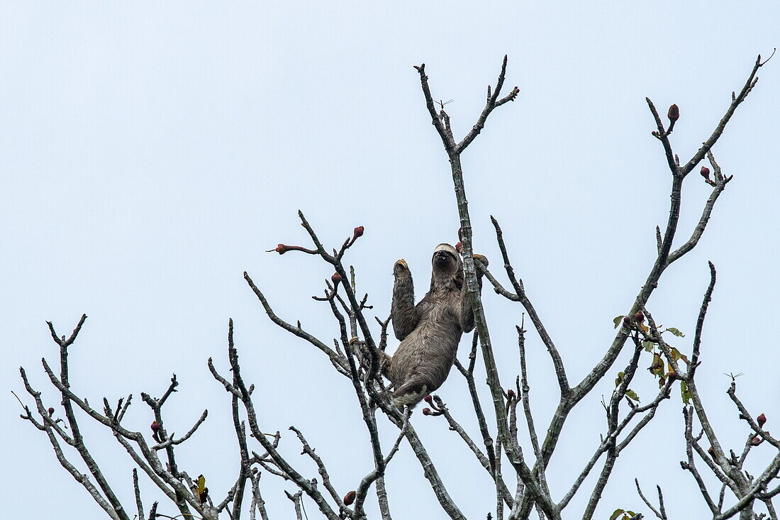 Ein Braunkehl-Dreifingerfaultier (Bradypus variegatus) ernährt sich von Baumkronenblumen, nahe Manaus, Amazonas, Brasilien, Südamerika