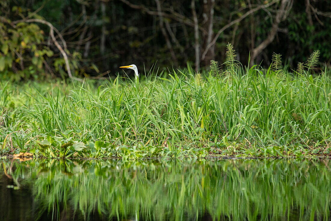 Ein Silberreiher (Ardea alba) jagt im hohen Gras, nahe Manaus, Amazonas, Brasilien, Südamerika