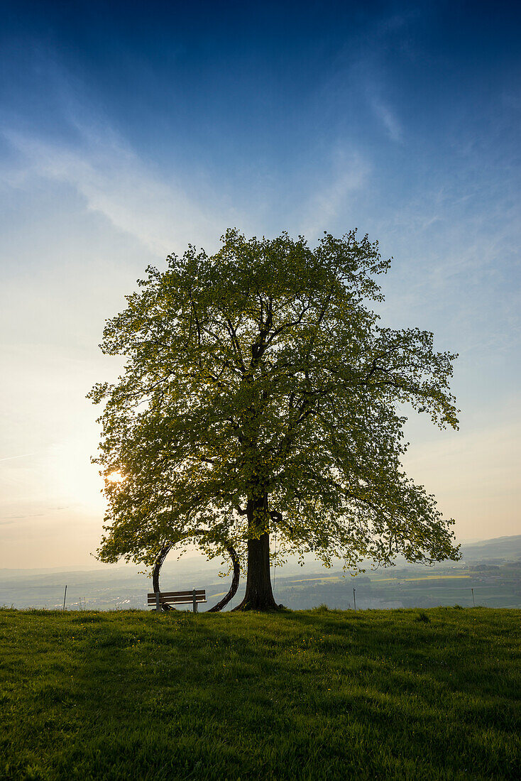 Alte Linde und Kreis aus Ästen, am Michaelskreuz, Sonnenuntergang, bei Küssnacht, Vierwaldstättersee, Kanton Luzern, Schweiz