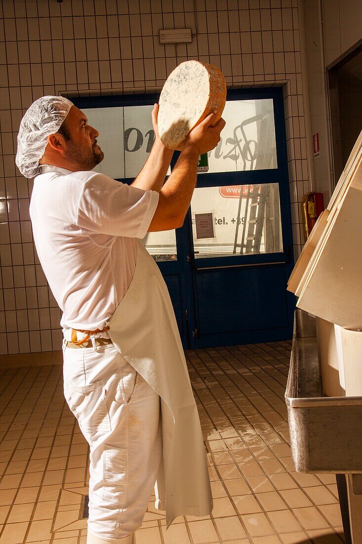 Die Herstellung von Gorgonzola-Käse, Novara, Piemont, Italien, Europa