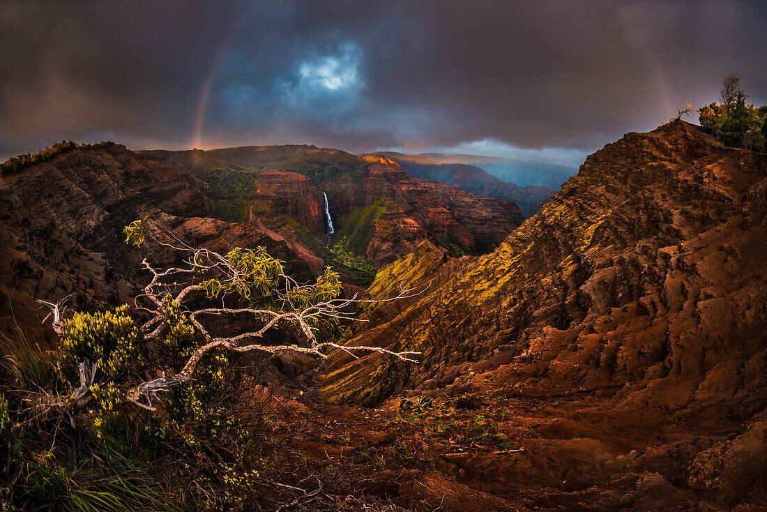 An Acacia Koa tree reaches out over the Waimea Canyon as a faint sunset rainbow stretches over Waipo'o Falls, Kauai, Hawaii, United States of America, Pacific