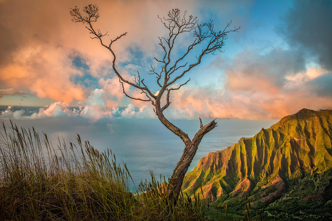 A lone acacia koa tree stretches up to the colorful sunset clouds over the Kalalau Valley, Kokee State Park, Hawaii, United States of America, Pacific