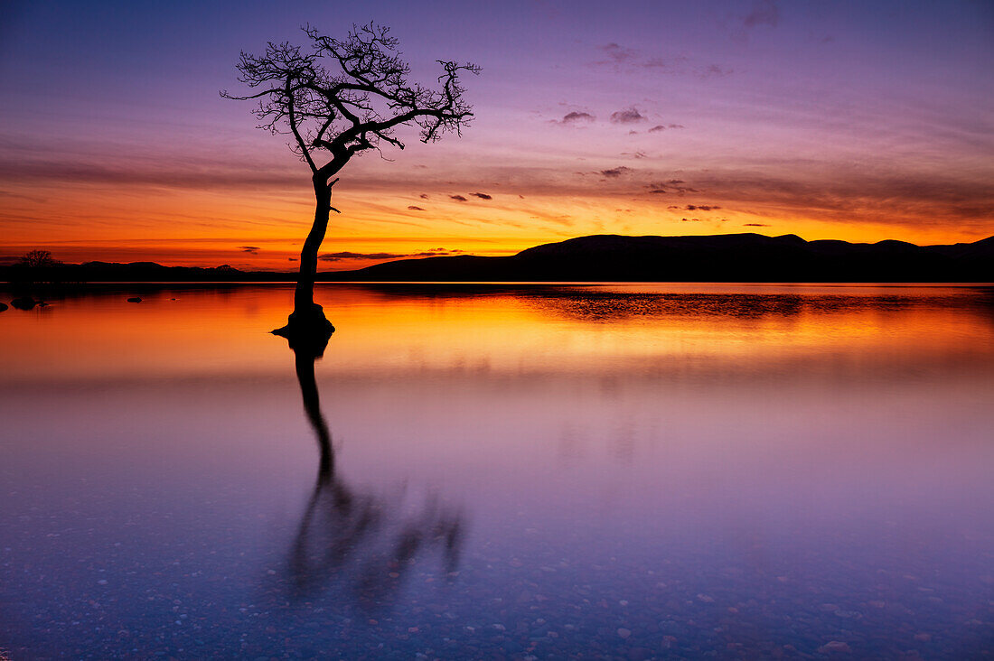 Sonnenuntergang, einsamer Baum in Milarrochy Bay, Loch Lomond und Trossachs National Park, Balmaha, Stirling, Schottland, Vereinigtes Königreich, Europa