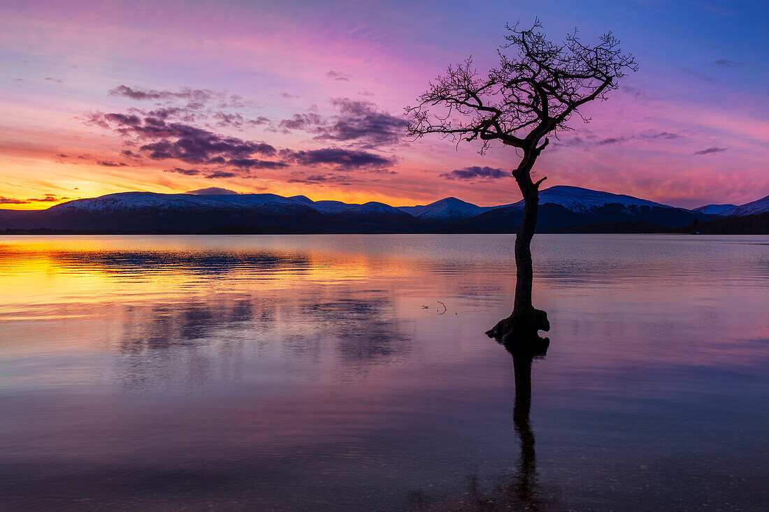 Sonnenuntergang, einsamer Baum in Milarrochy Bay, Loch Lomond und Trossachs National Park, Balmaha, Stirling, Schottland, Vereinigtes Königreich, Europa