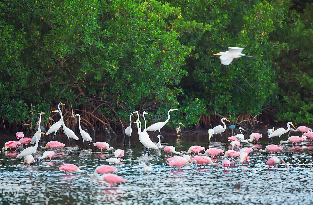 Gruppe von Silberreiher (Ardea alba) und Rosalöffler (Platalea ajaja) Angeln, JN Ding Darling Wildlife Refuge, Florida, Vereinigte Staaten von Amerika, Nordamerika