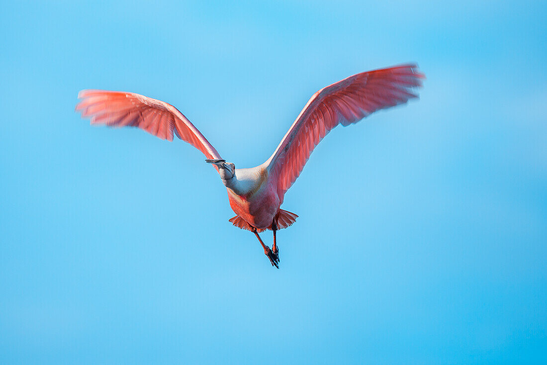 Roseate Spoonbill (Platalea ajaja) in flight, Sanibel Island, J.N. Ding Darling National Wildlife Refuge, Florida, United States of America, North America