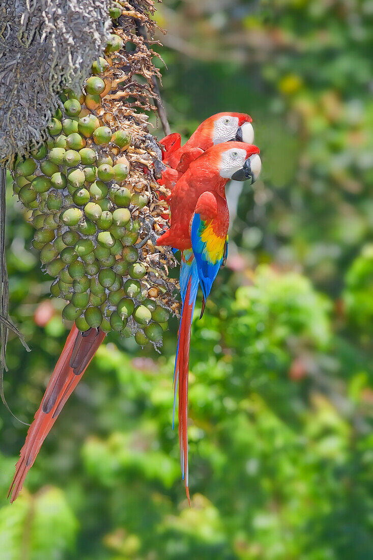 Scarlet Macaws looking in the same direction, Osa Peninsula, Corcovado National Park, Costa Rica, Central America