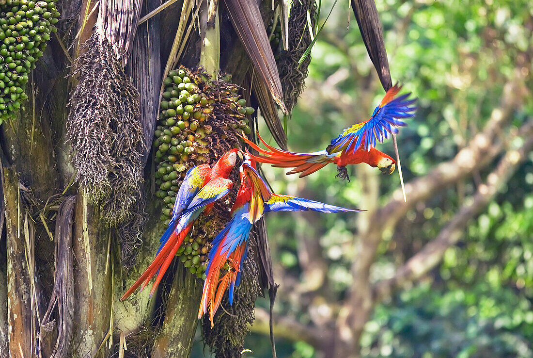 Scarlet Macaws (Ara macao), Corcovado National Park, Osa Peninsula, Costa Rica, Central America