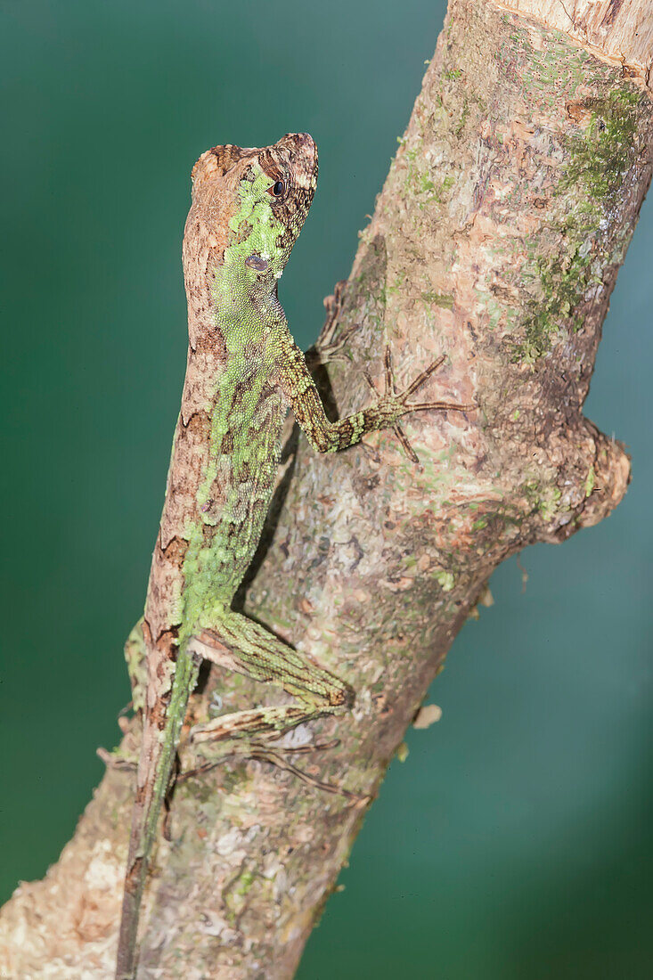 Pug-nosed anole lizard (Norops capito) camouflaged, Costa Rica, Central America