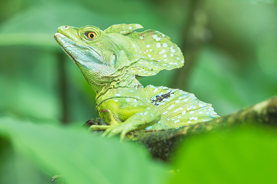 Plumed Basilisk (Basiliscus plumifrons) on a tree branch, Costa Rica, Central America
