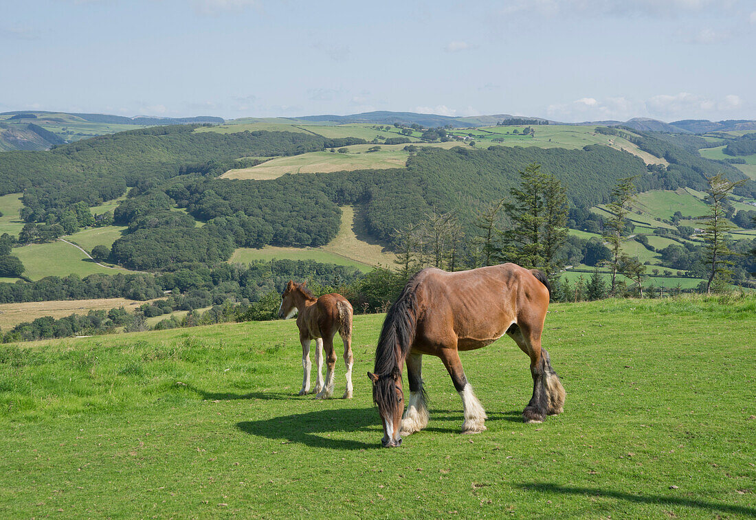 Pferde grasen auf Wiesen in Ceredigion, Wales, Vereinigtes Königreich, Europa
