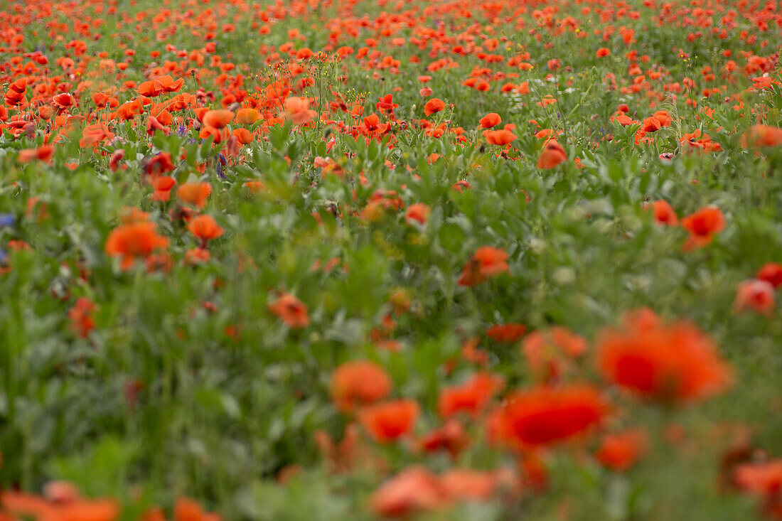 Mohnfeld, Mittelhessen, Deutschland