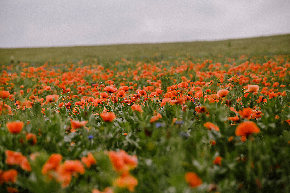 Mohnfeld, Mittelhessen, Deutschland