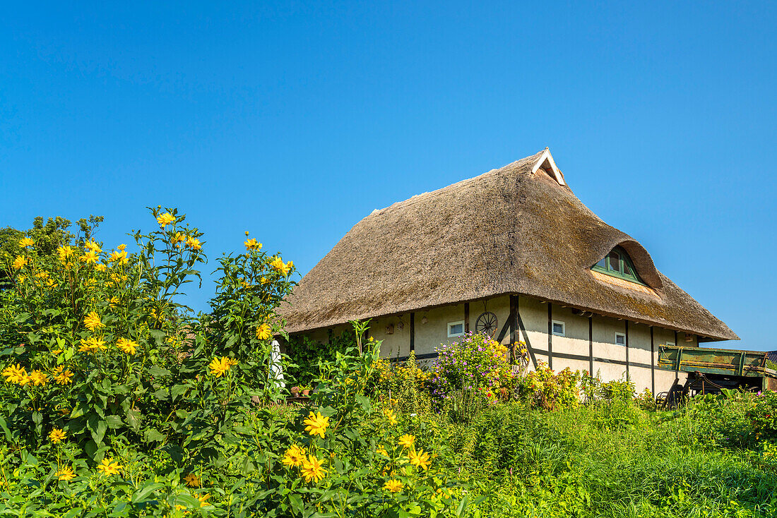 Thatched cottage in Ahrenshoop, Fischland-Darss-Zingst, Mecklenburg-West Pomerania, Germany