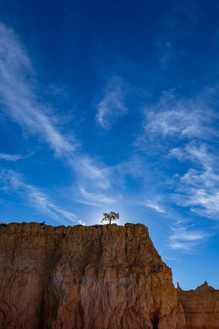 Vereinigte Staaten, Utah, Bryce Canyon National Park, einzelner Baum am Rand der Schlucht