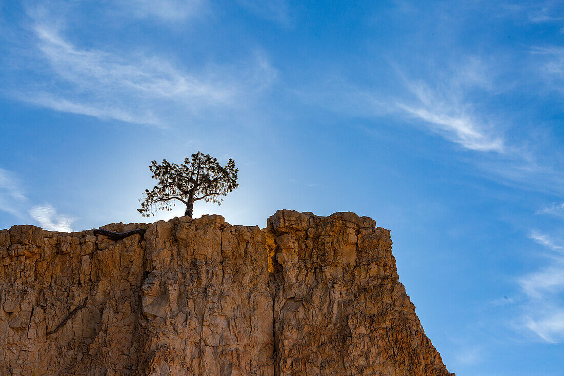 Vereinigte Staaten, Utah, Bryce Canyon National Park, einzelner Baum am Rand der Schlucht