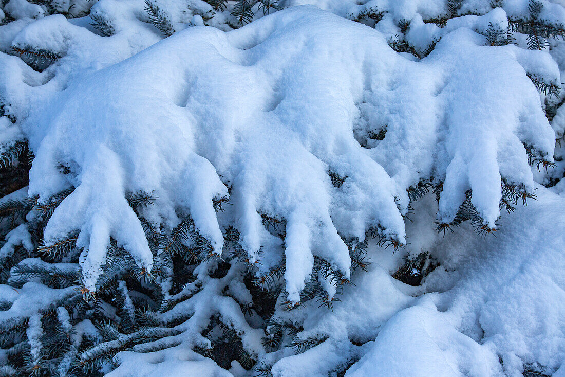 Fresh snow on fir tree