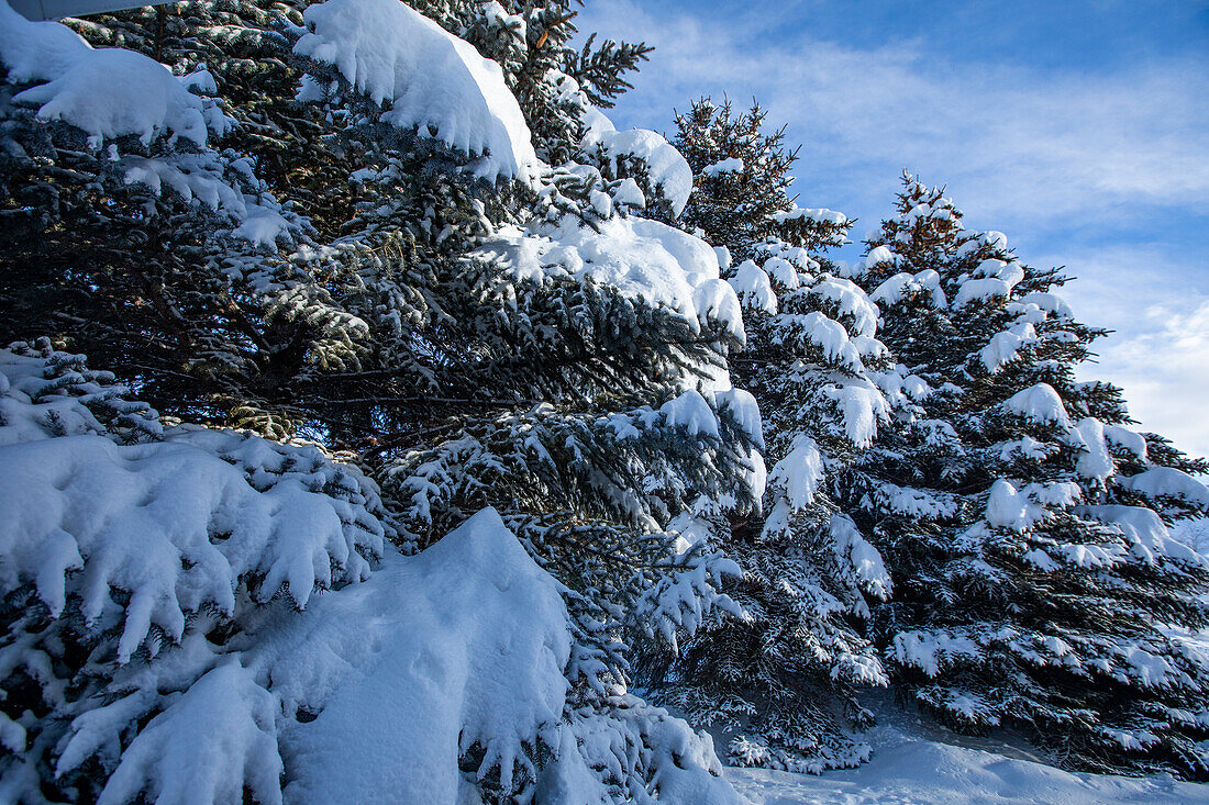 USA, Idaho, Bellevue, Neuschnee auf Tannen