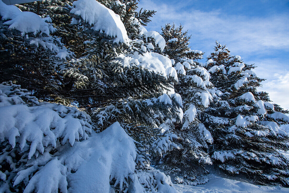 United States, Idaho, Bellevue, Fresh snow on fir trees