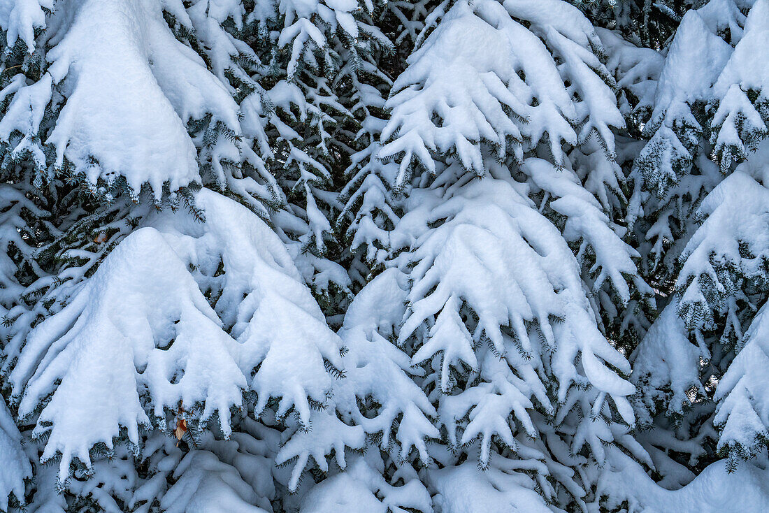 Fresh snow on fir tree