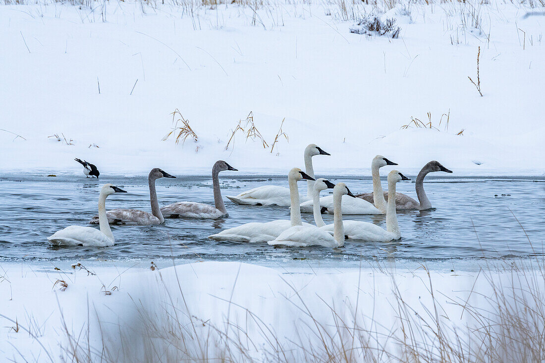 United States, Idaho, Bellevue, Trumpeter swans (Cygnus buccinator) in river in winter