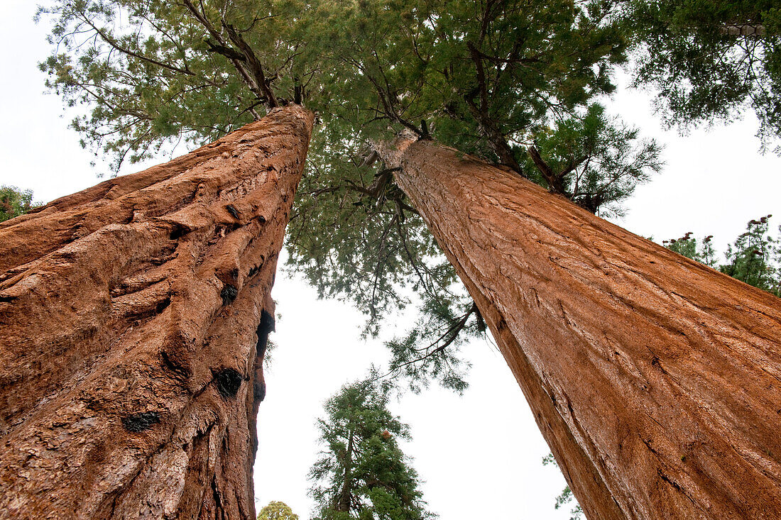 Usa, Kalifornien, Low Angle View von Mammutbäumen im Wald